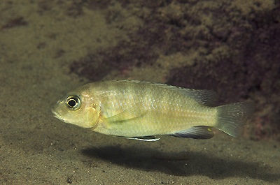 Gephyrochromis sp. 'sand black-fin' Lundu